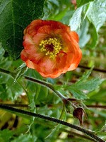 Geum rivale - Bach-Nelkenwurz Leonard