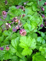 Geum rivale - Bach-Nelkenwurz