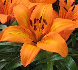 Bulbi Lilium