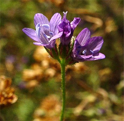 Photos Gilia rubra - Bluehead gilia