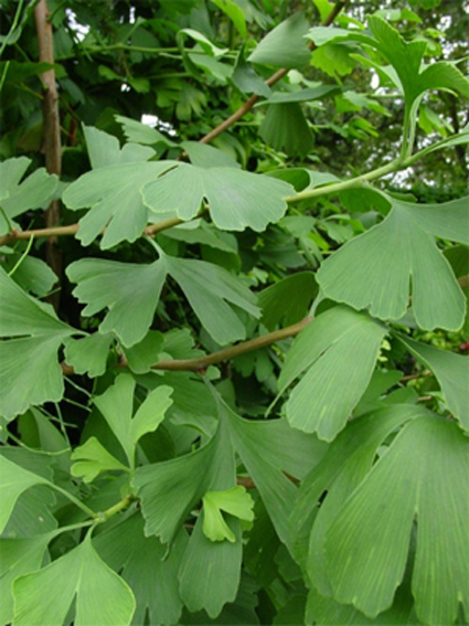 Photos Ginkgo biloba - 