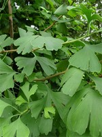 Ginkgo biloba - F�cherblattbaum, Ginkgo