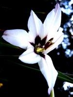 Gladiolus callianthus - abessinische Gladiole