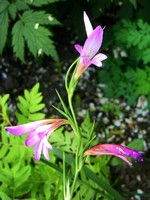 Gladiolus palustris - Sumpf-Gladiole, Sumpf-Siegwurz