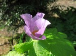 Glaucidium palmatum - Japanischer Schein-Hahnenfu�