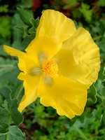 Glaucium flavum - Hornmohn