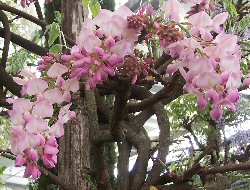 Rampicanti Wisteria