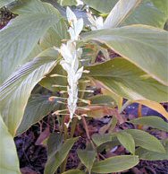 Globba winitii