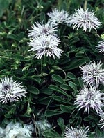 Globularia cordifolia - Garten-Kugelblume Alba