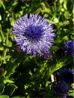Globularia punctata - Punktierte Kugelblume