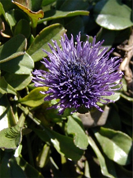 Photos Globularia trichosantha - 