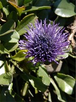 Globularia trichosantha - Behaarte Kugelblume