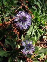 Globularia cordifolia - Herzblatt-Kugelblume