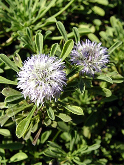 Photos Globularia meridionalis - 