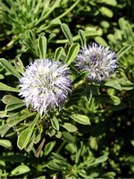 Globularia meridionalis - S�dliche Kugelblume