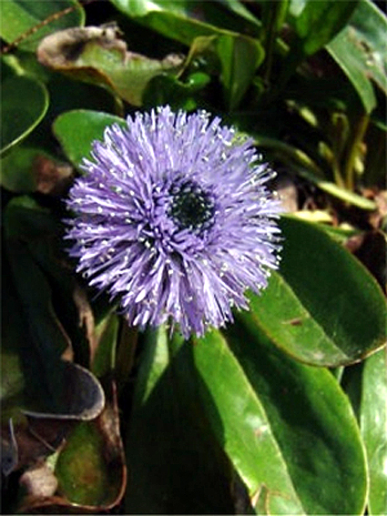 Photos Globularia nudicaulis - 