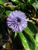 Globularia nudicaulis - Nacktstengelige Kugelblume