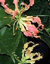 Gloriosa superba