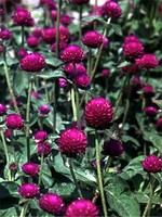 Gomphrena globosa - Kugelamaranth