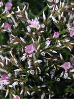 Photos Goniolimon tataricum