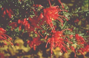 Grevillea