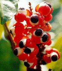 Piante Medicinali Paullinia cupana