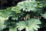 Gunnera chilensis - Mammut-Blatt