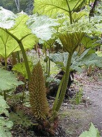 Photos Gunnera manicata