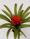 Guzmania lingulata