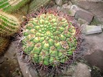 Gymnocalycium saglionis - 