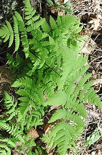 Photos Gymnocarpium dryopteris