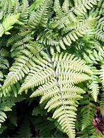Gymnocarpium robertiana - Ruprechts-Farn