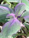 Gynura aurantiaca