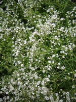 Photos Gypsophila paniculata