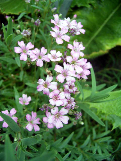 Photos Gypsophila repens - Creeping baby