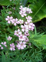 Gypsophila repens - Kriechendes Garten-Schleierkraut Rosa Sch�nheit