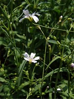 Fotos Gypsophila elegans