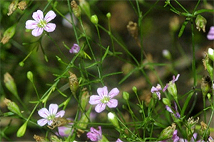 Fotos Gypsophylla repens var. pratensis - 