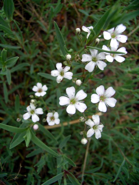 Photos Gypsophila repens - Creeping baby