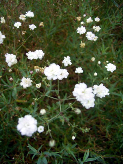 Photos Gypsophila repens - Creeping baby