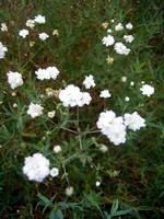 Gypsophila repens - Kriechendes Garten-Schleierkraut Compacta Plena