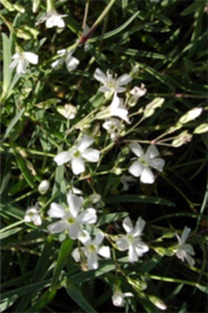 Photos Gypsophila repens - Creeping baby