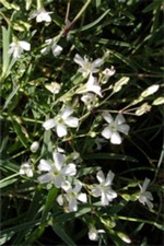 Photos Gypsophila repens