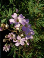 Photos Gypsophila repens