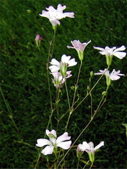Photos Gypsophila tenuifolia - 