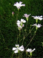 Photos Gypsophila tenuifolia