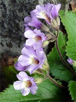 Haberlea rhodopensis - Haberlee