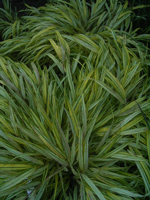 Photos Hakonechloa macra - Hakone grass