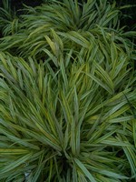 Hakonechloa macra - Garten-Goldband-Gras Aureola