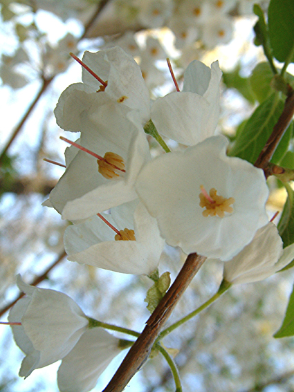 Photos Halesia carolina - 